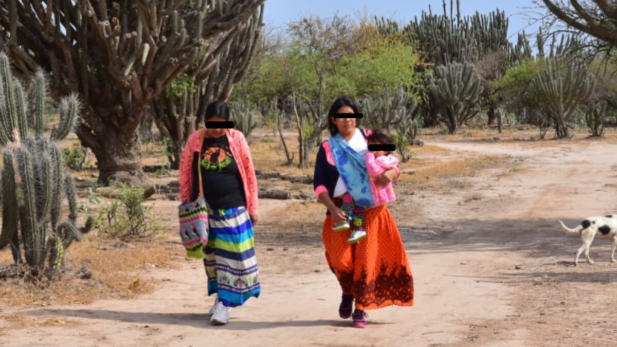 Impacto ambiental del desmonte en la provincia de Formosa. El Avance del agronegocio y el acaparamiento de tierra