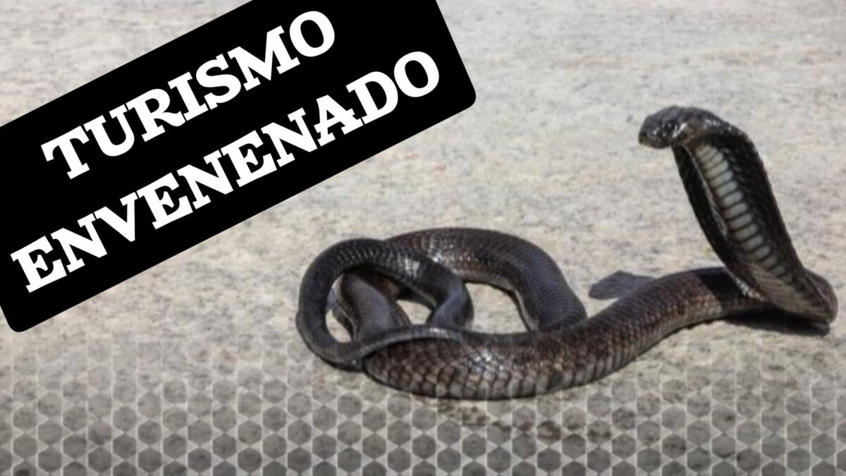 Una cobra se deslizó dentro del pantalón de un turista alemán y murió minutos después, pasó en Egipto