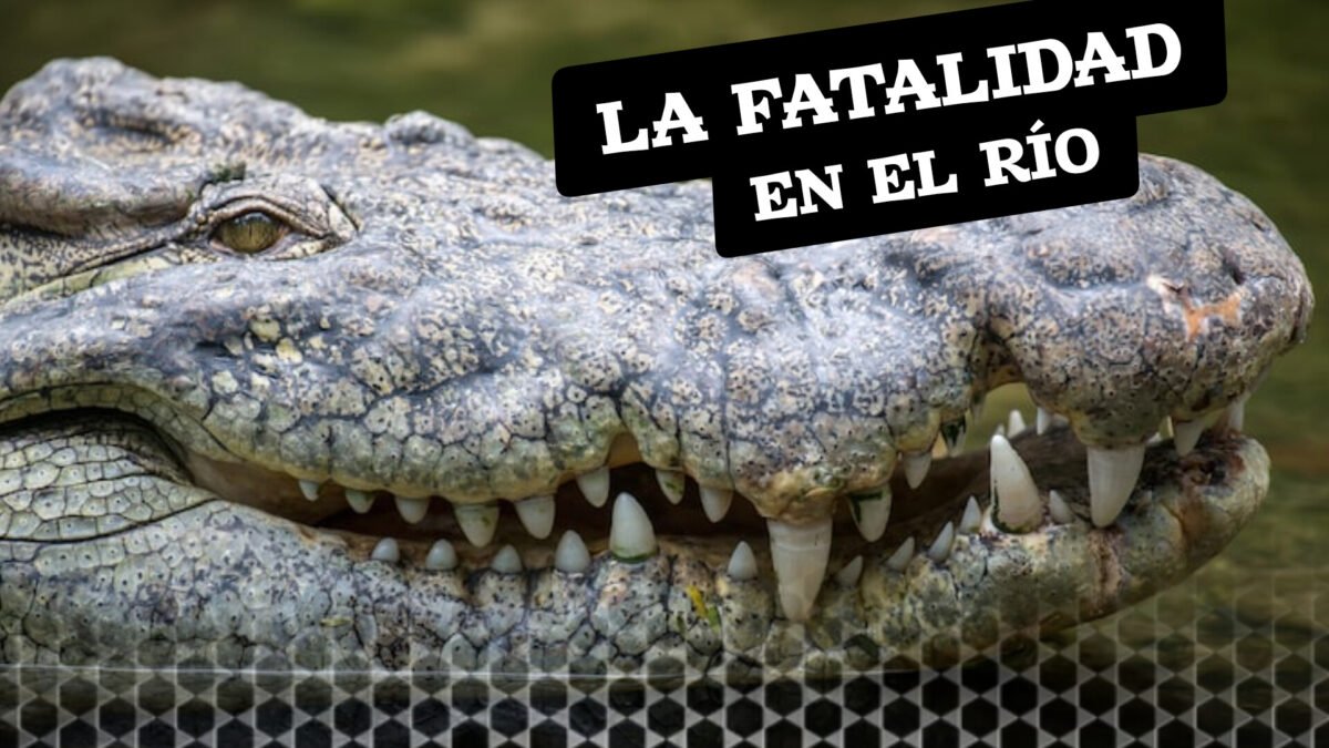 Sudáfrica: hallaron restos humanos dentro de un enorme cocodrilo.