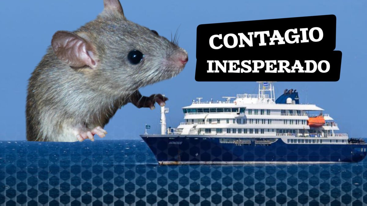 Brote de hantavirus en un crucero: ¿cómo comenzó la cadena de contagios?